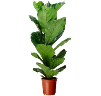 Fiddle leaf fig Plant- Products to help reduce your anxiety - the modern east