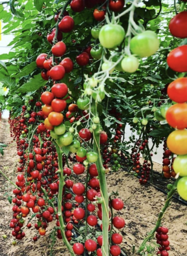Organic Agriculture Farms To Visit In The UAE - The Modern East